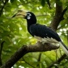 Zoborozec belolici - Anthracoceros albirostris - Oriental Pied-Hornbill o2052